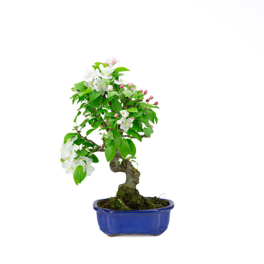 Malus halliana cremefarbener rechteckiger Schale 16 cm, Höhe ~34 cm