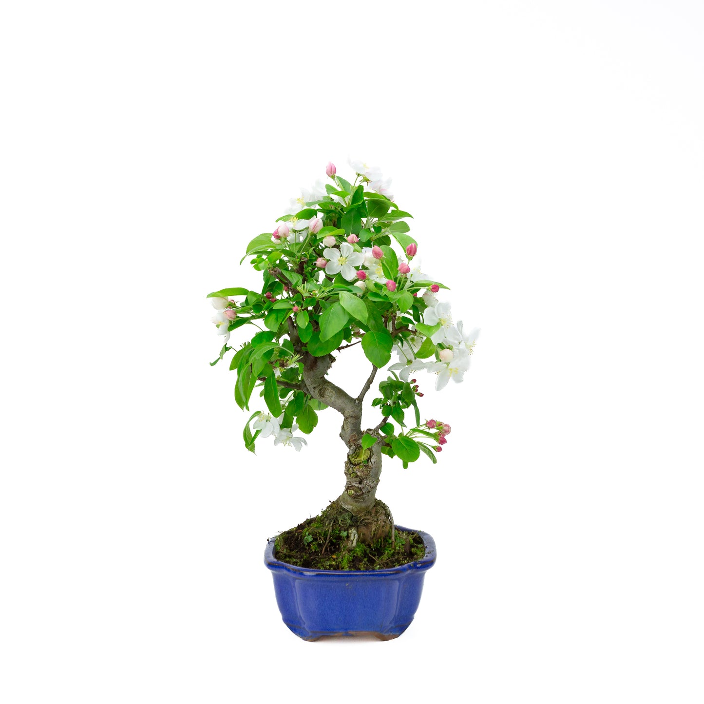 Malus halliana cremefarbener rechteckiger Schale 16 cm, Höhe ~34 cm