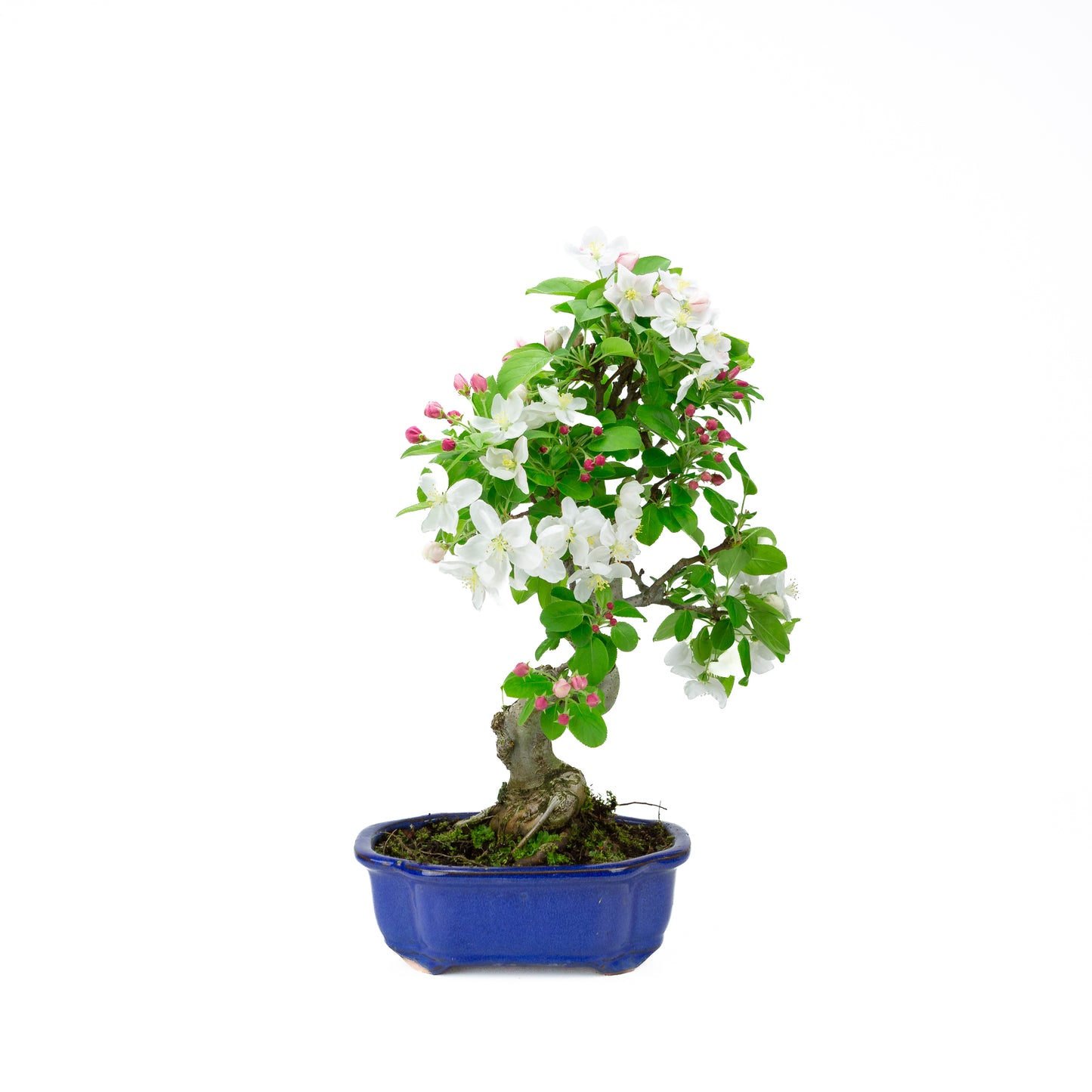 Malus halliana cremefarbener rechteckiger Schale 16 cm, Höhe ~34 cm