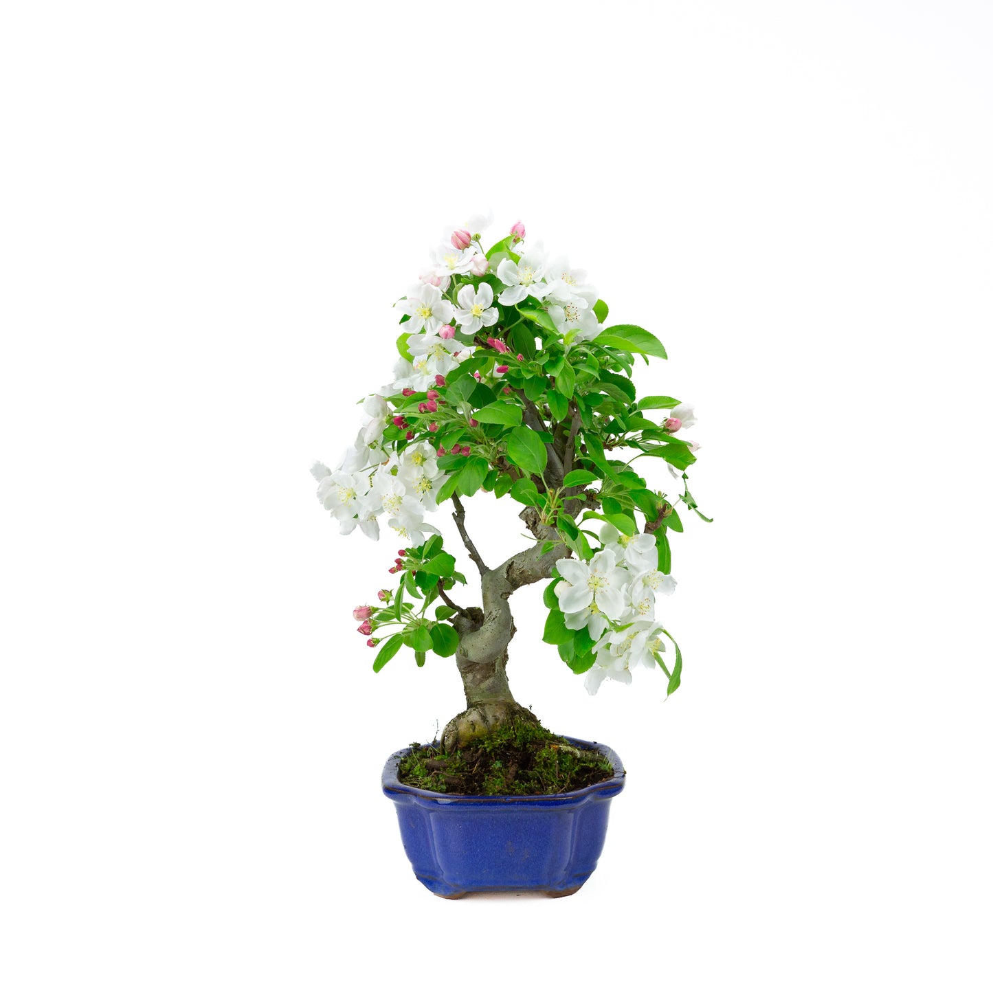 Malus halliana cremefarbener rechteckiger Schale 16 cm, Höhe ~34 cm