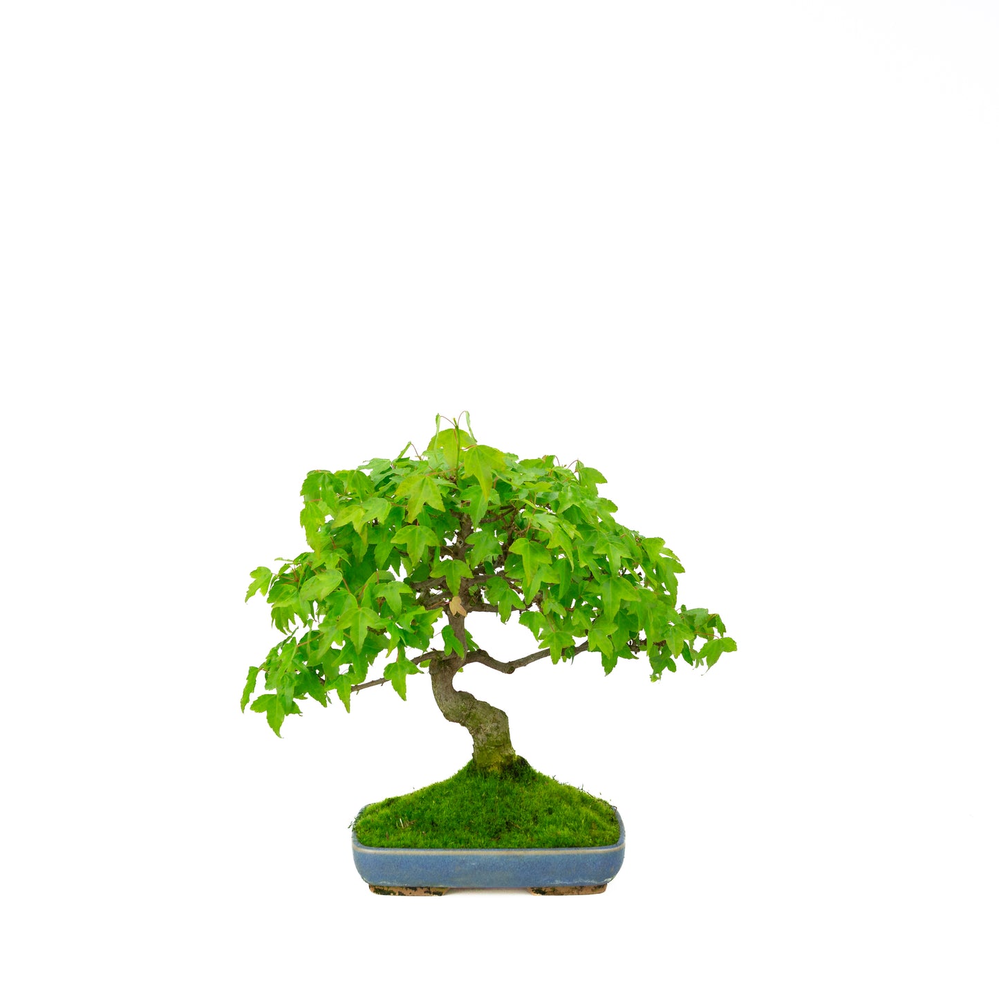 Outdoor-Bonsai Acer buergerianum cremefarbener ovaler Schale 25 cm, Höhe ~36 cm
