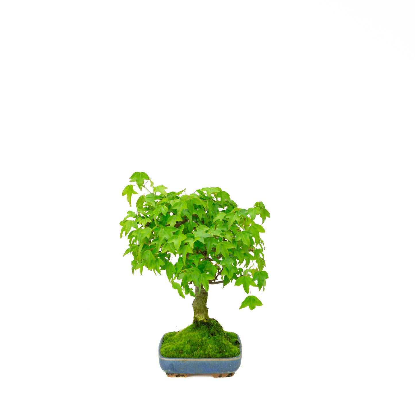 Outdoor-Bonsai Acer buergerianum cremefarbener ovaler Schale 25 cm, Höhe ~36 cm