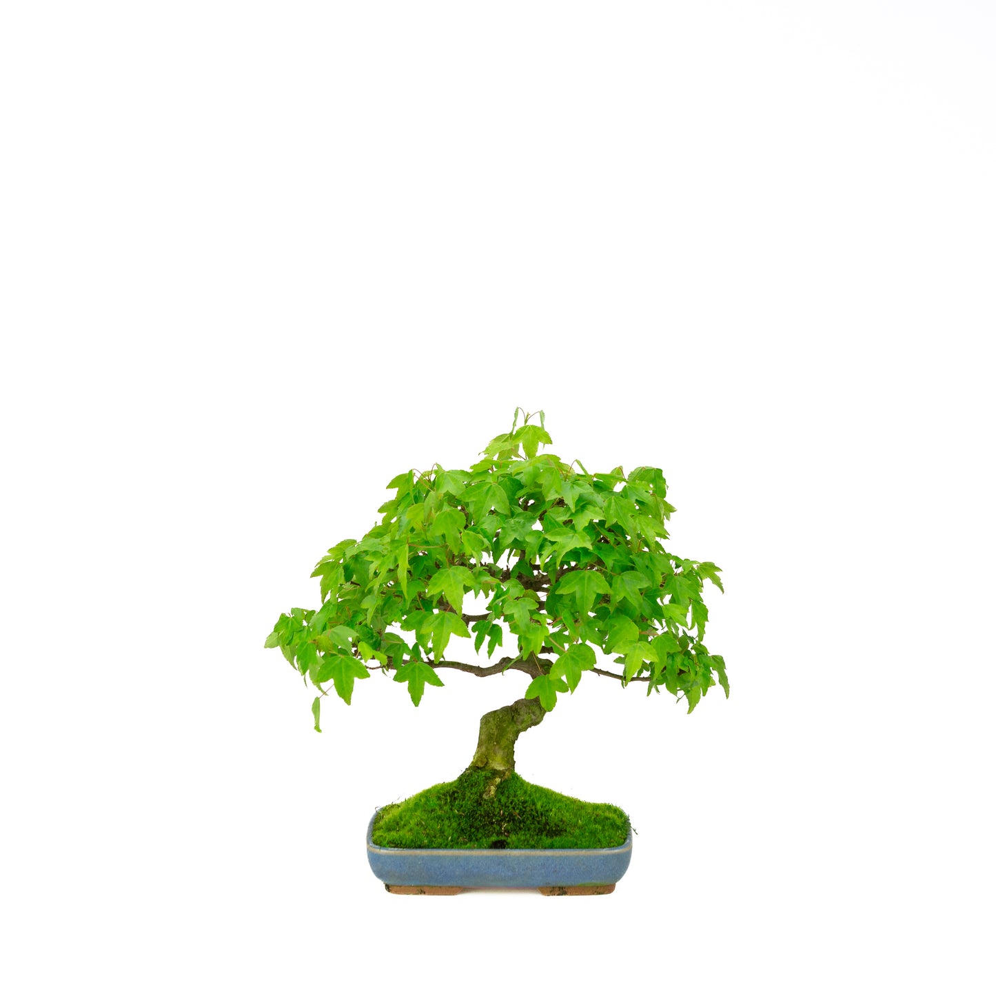 Outdoor-Bonsai Acer buergerianum cremefarbener ovaler Schale 25 cm, Höhe ~36 cm