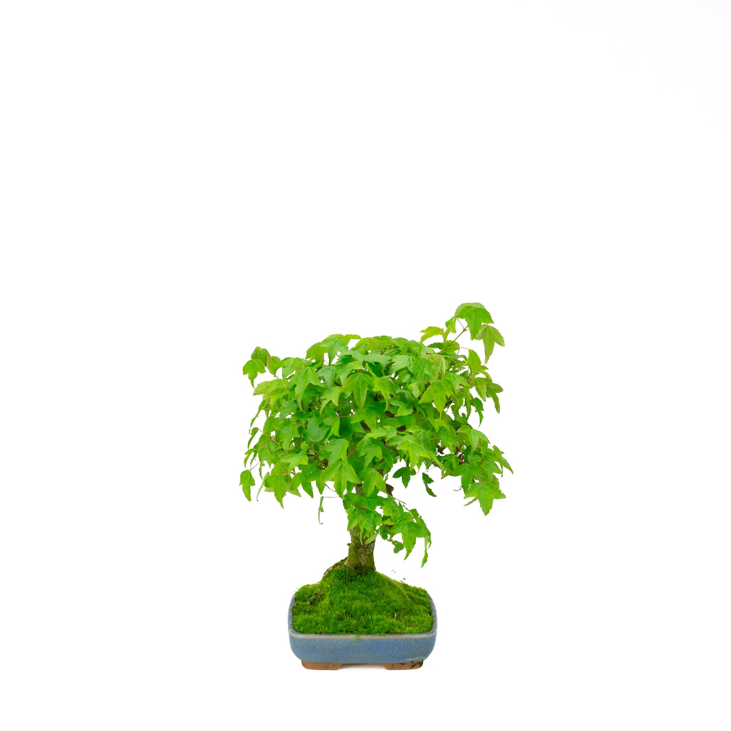 Outdoor-Bonsai Acer buergerianum cremefarbener ovaler Schale 25 cm, Höhe ~36 cm