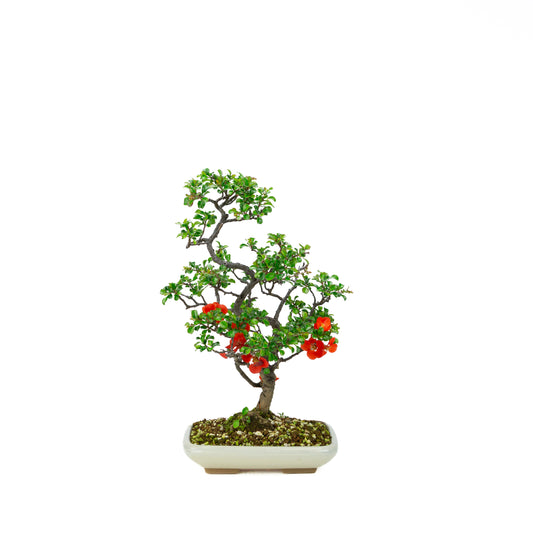 Chaenomeles speciosa (Japanische Zierquitte), Höhe ~39cm
