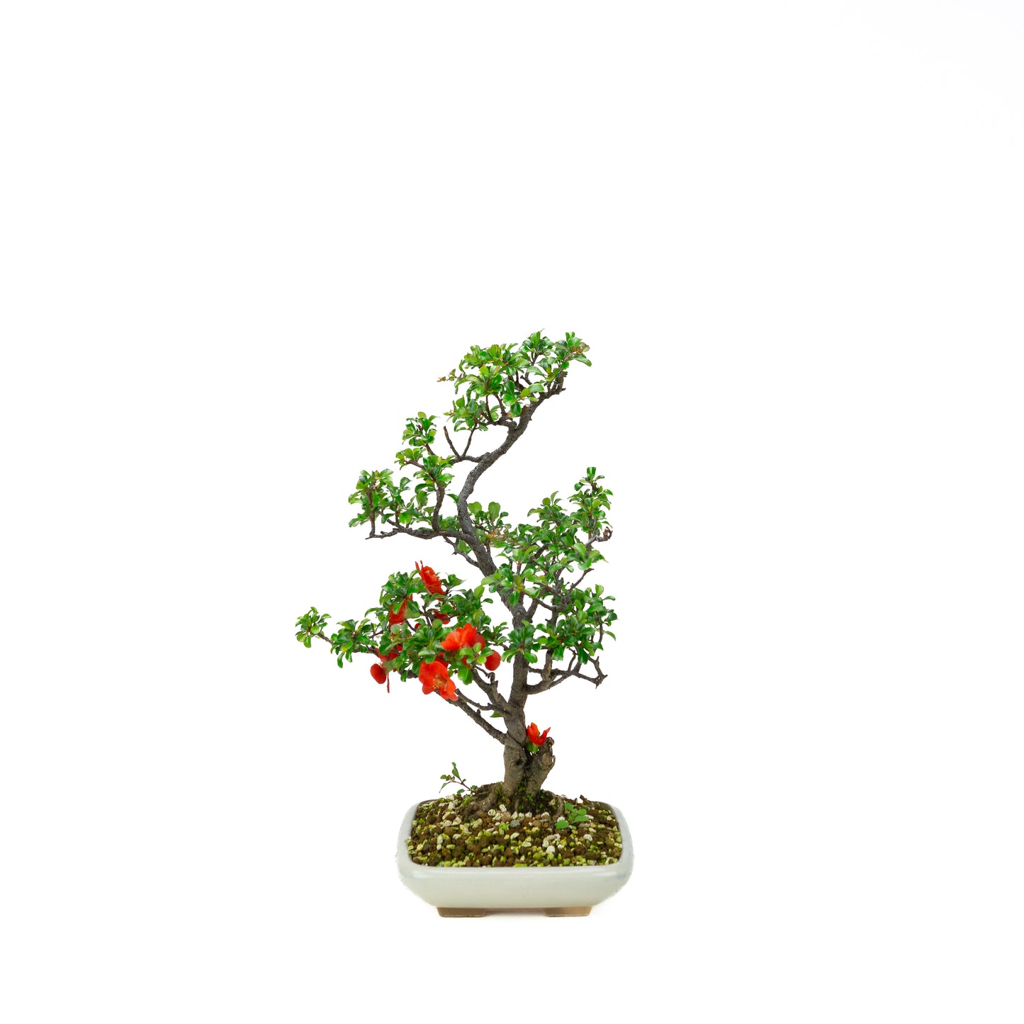 Chaenomeles speciosa (Japanische Zierquitte), Höhe ~39cm