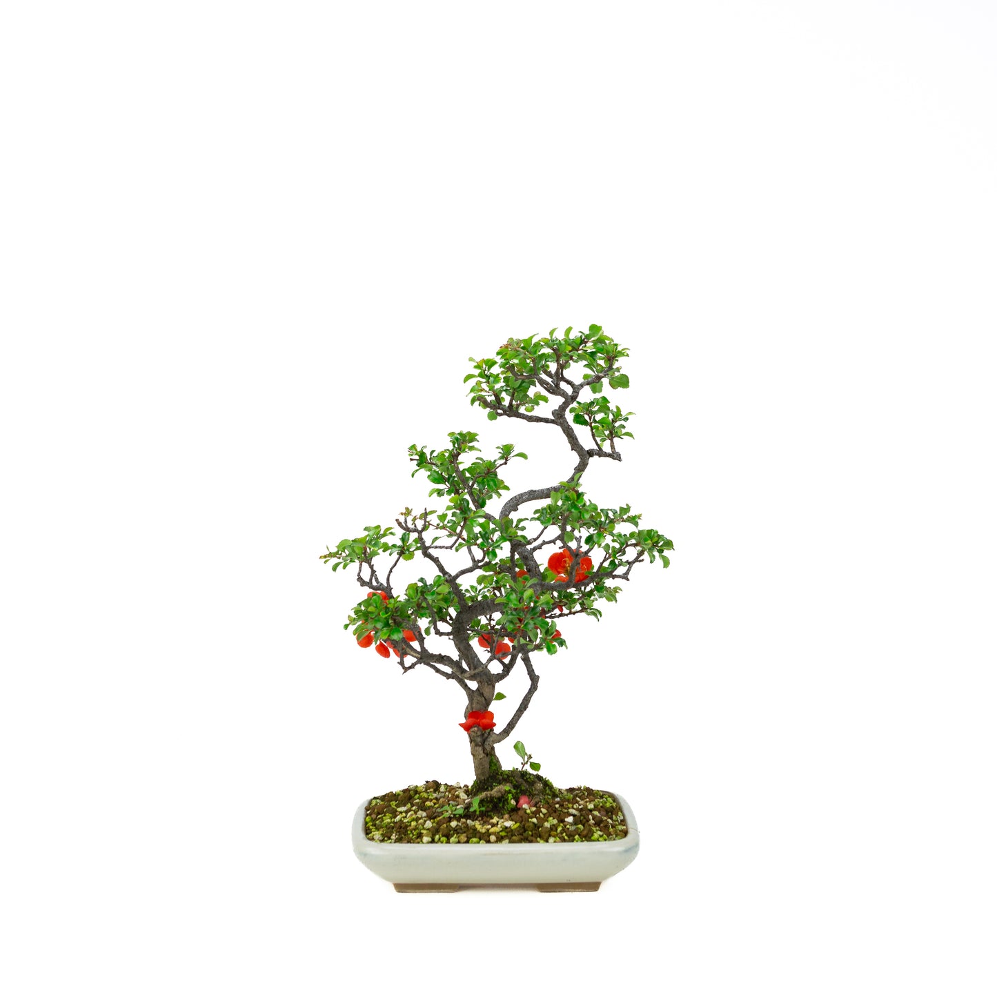 Chaenomeles speciosa (Japanische Zierquitte), Höhe ~39cm