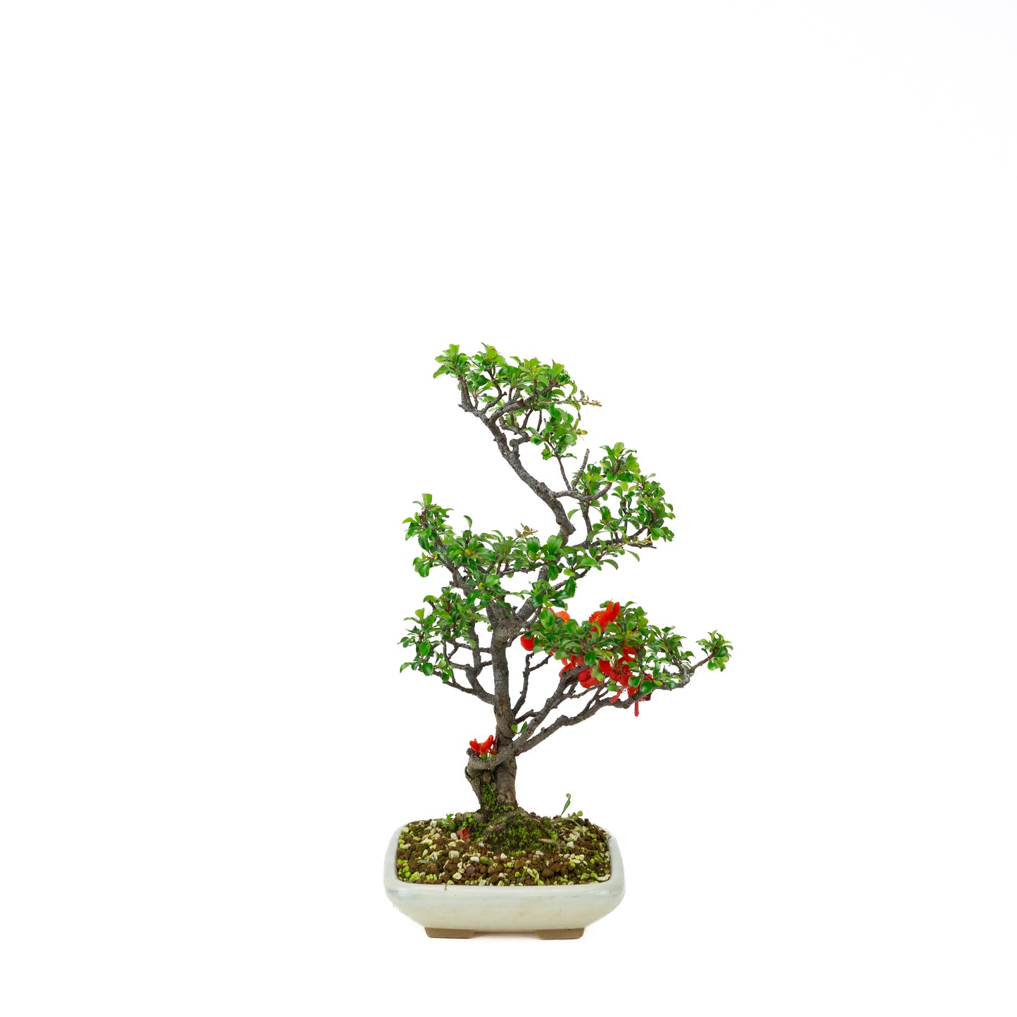 Chaenomeles speciosa (Japanische Zierquitte), Höhe ~39cm