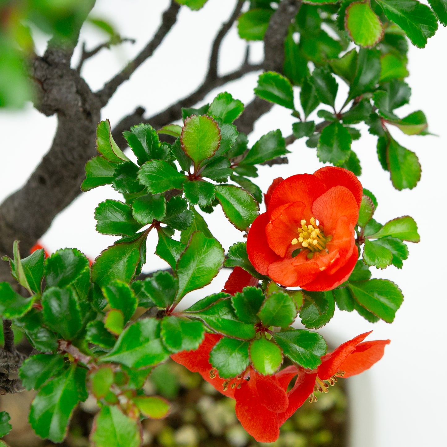 Chaenomeles speciosa (Japanische Zierquitte), Höhe ~39cm