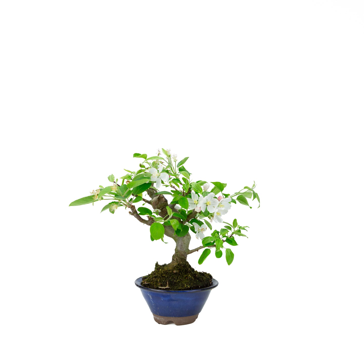 Malus halliana cremefarbener rechteckiger Schale 16 cm, Höhe ~34 cm