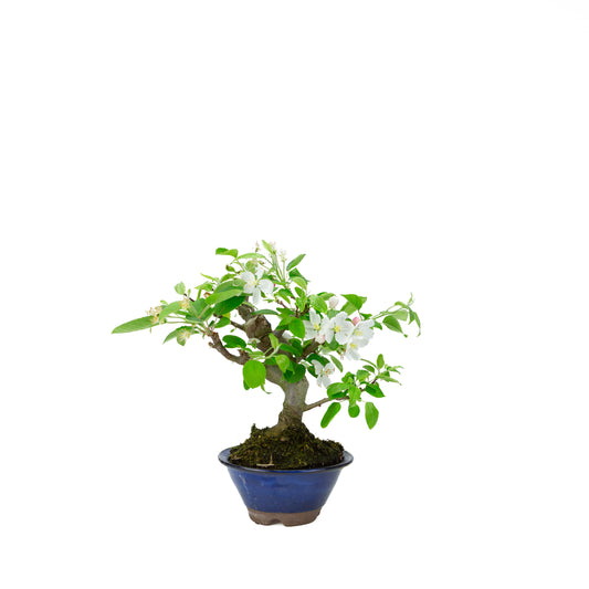Malus halliana cremefarbener rechteckiger Schale 16 cm, Höhe ~34 cm