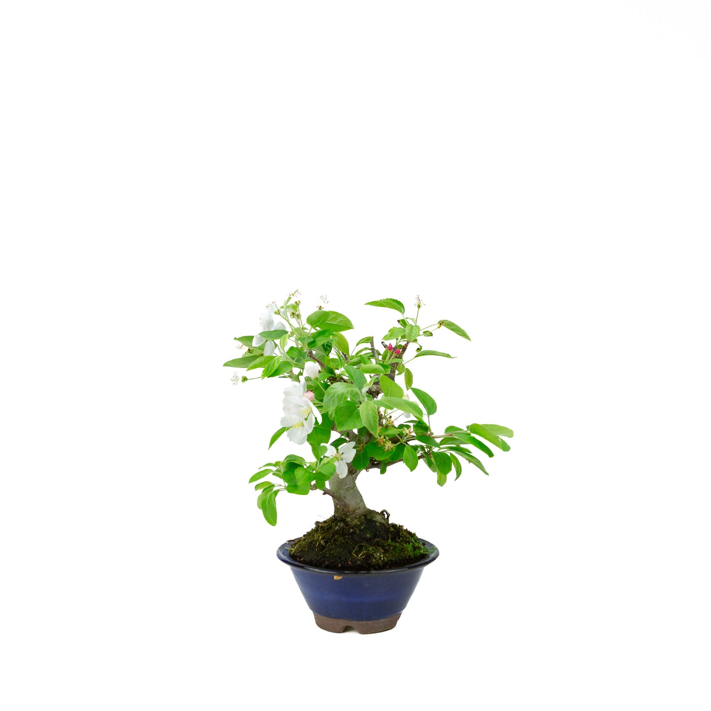 Malus halliana cremefarbener rechteckiger Schale 16 cm, Höhe ~34 cm