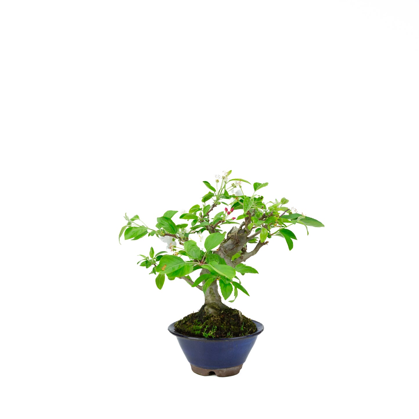 Malus halliana cremefarbener rechteckiger Schale 16 cm, Höhe ~34 cm