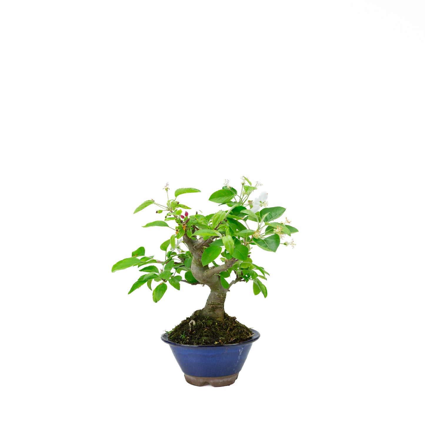 Malus halliana cremefarbener rechteckiger Schale 16 cm, Höhe ~34 cm