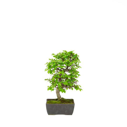 Carpinus coreana blauer rechteckiger Schale 21cm, Höhe ~35cm