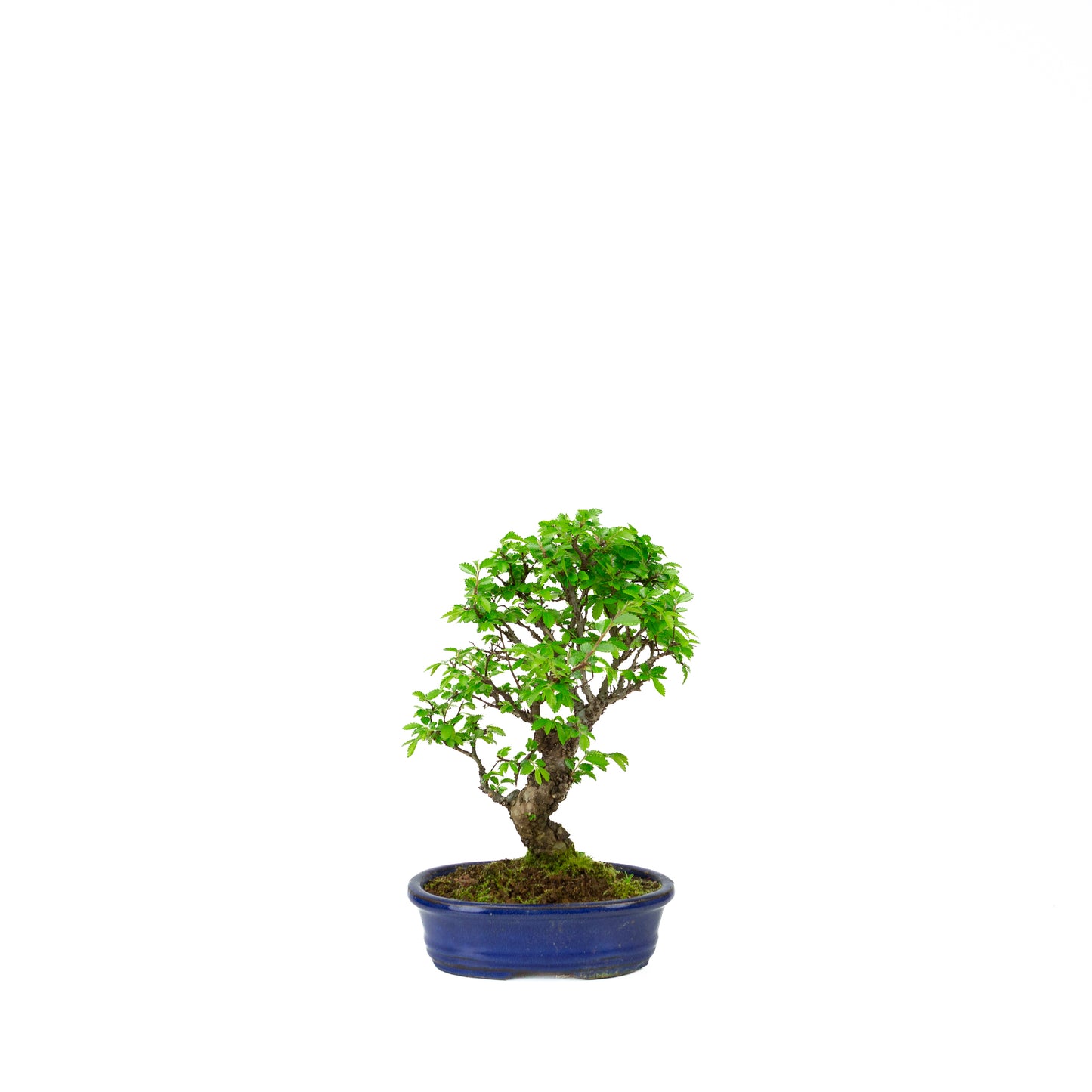 Ulmus parviflora Wurzeln über steinblauem Schale 20cm, Höhe ~34cm