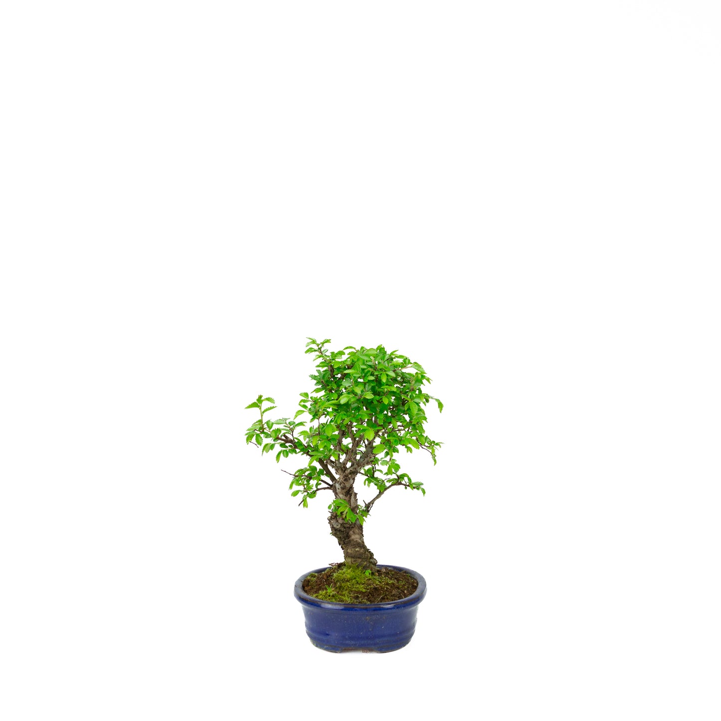 Ulmus parviflora Wurzeln über steinblauem Schale 20cm, Höhe ~34cm