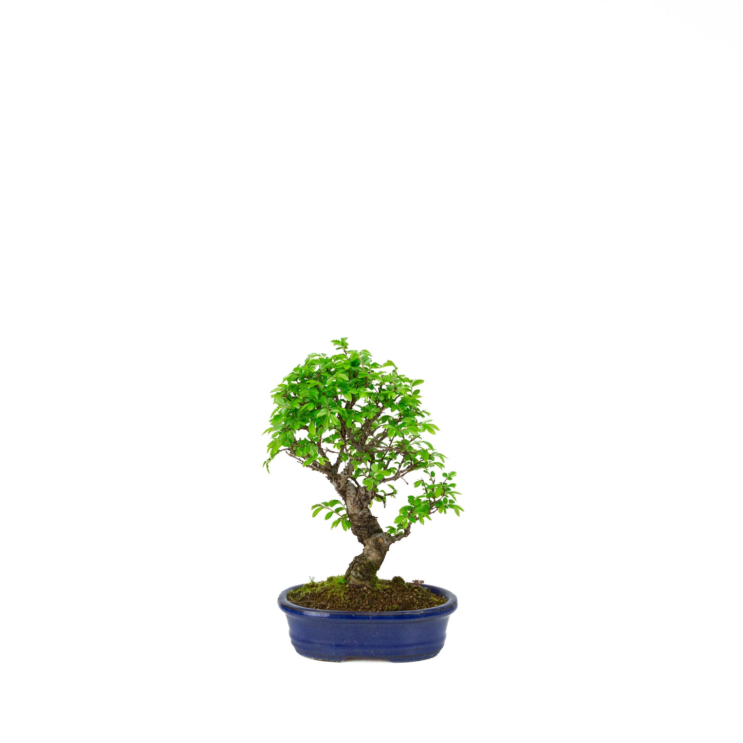 Ulmus parviflora Wurzeln über steinblauem Schale 20cm, Höhe ~34cm
