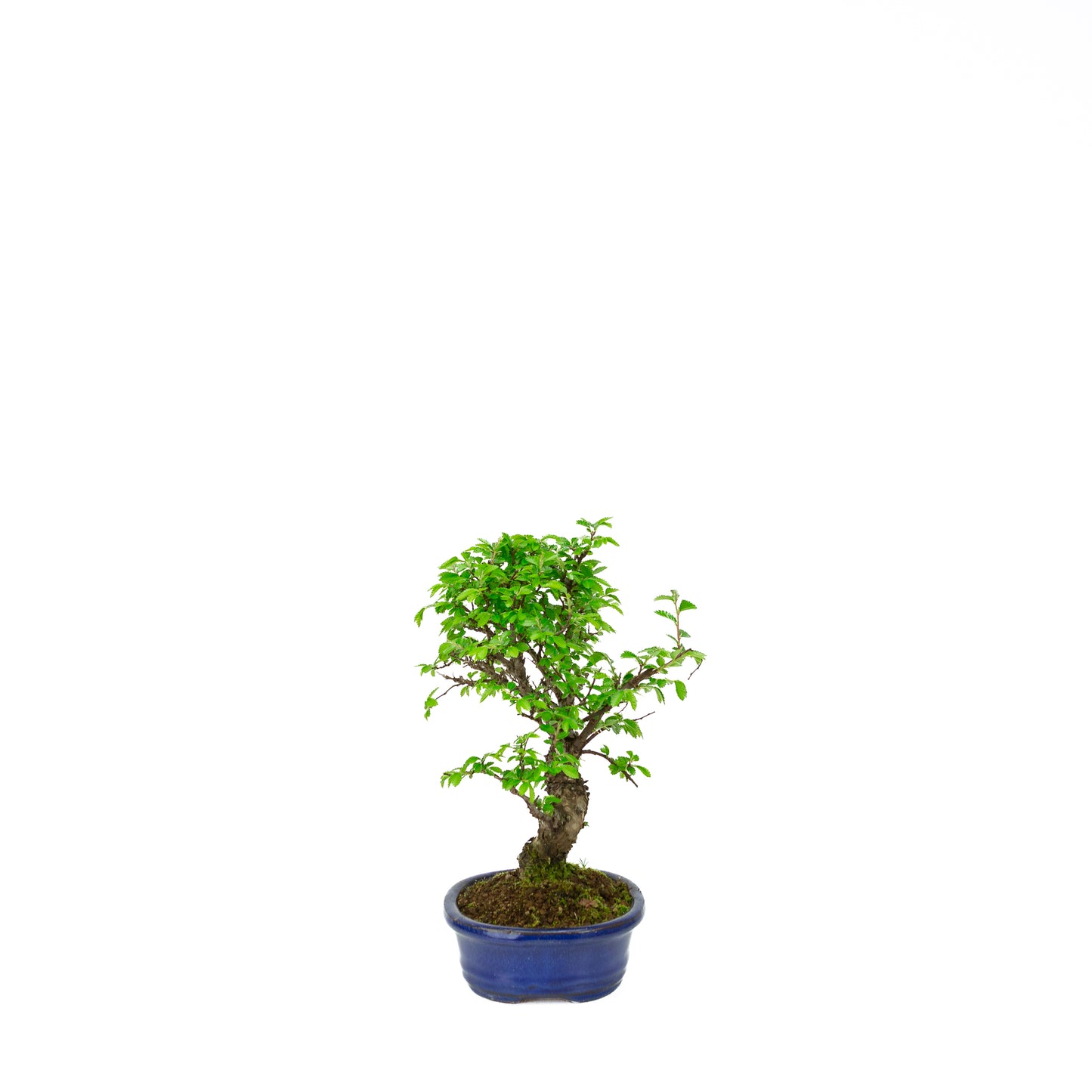 Ulmus parviflora Wurzeln über steinblauem Schale 20cm, Höhe ~34cm