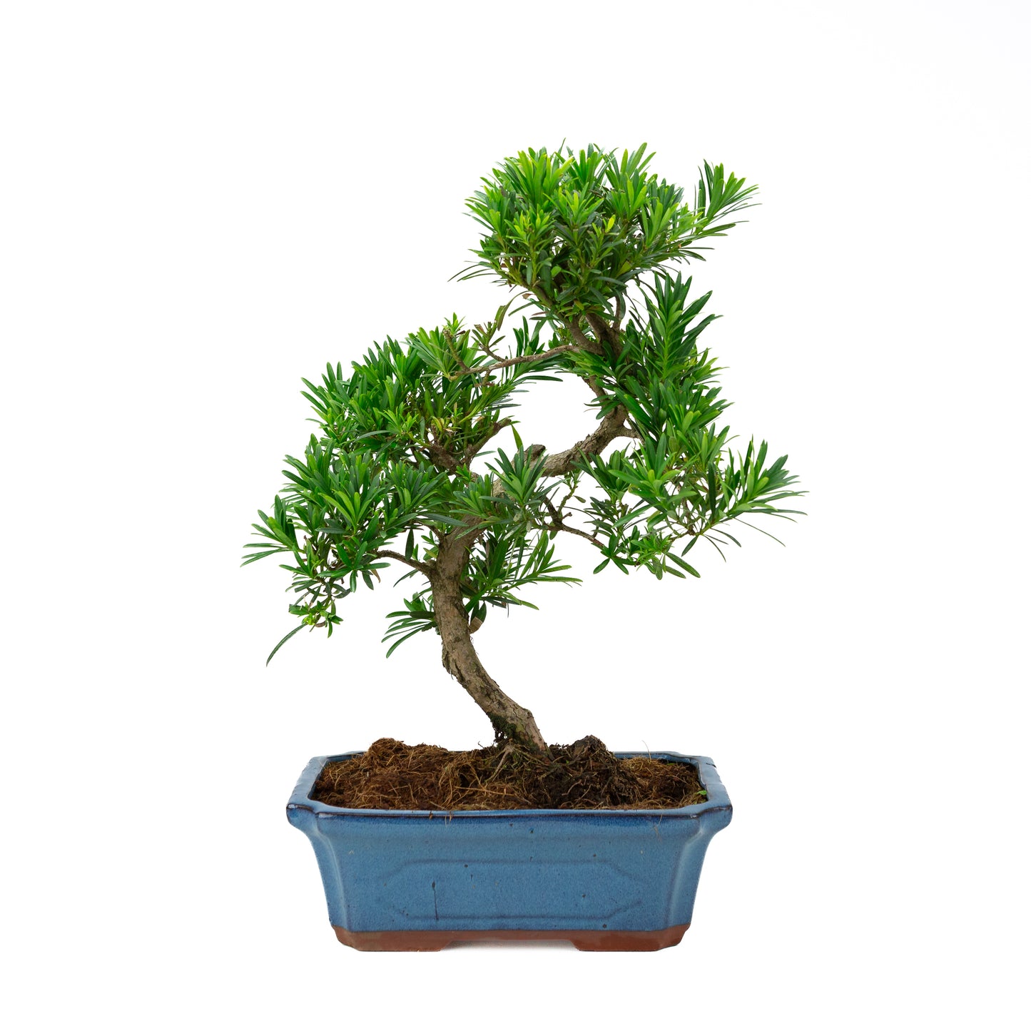 Podocarpus macrophylla, blaue Schale, 30 cm Durchmesser, Höhe ca. 45 cm