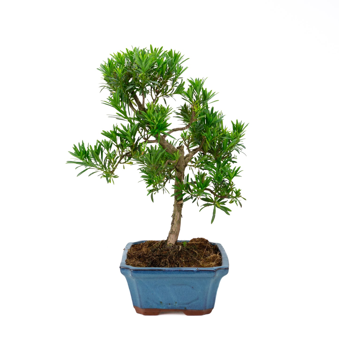 Podocarpus macrophylla, blaue Schale, 30 cm Durchmesser, Höhe ca. 45 cm