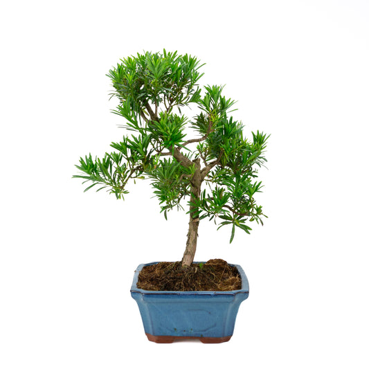Podocarpus macrophylla, blaue Schale, 30 cm Durchmesser, Höhe ca. 45 cm