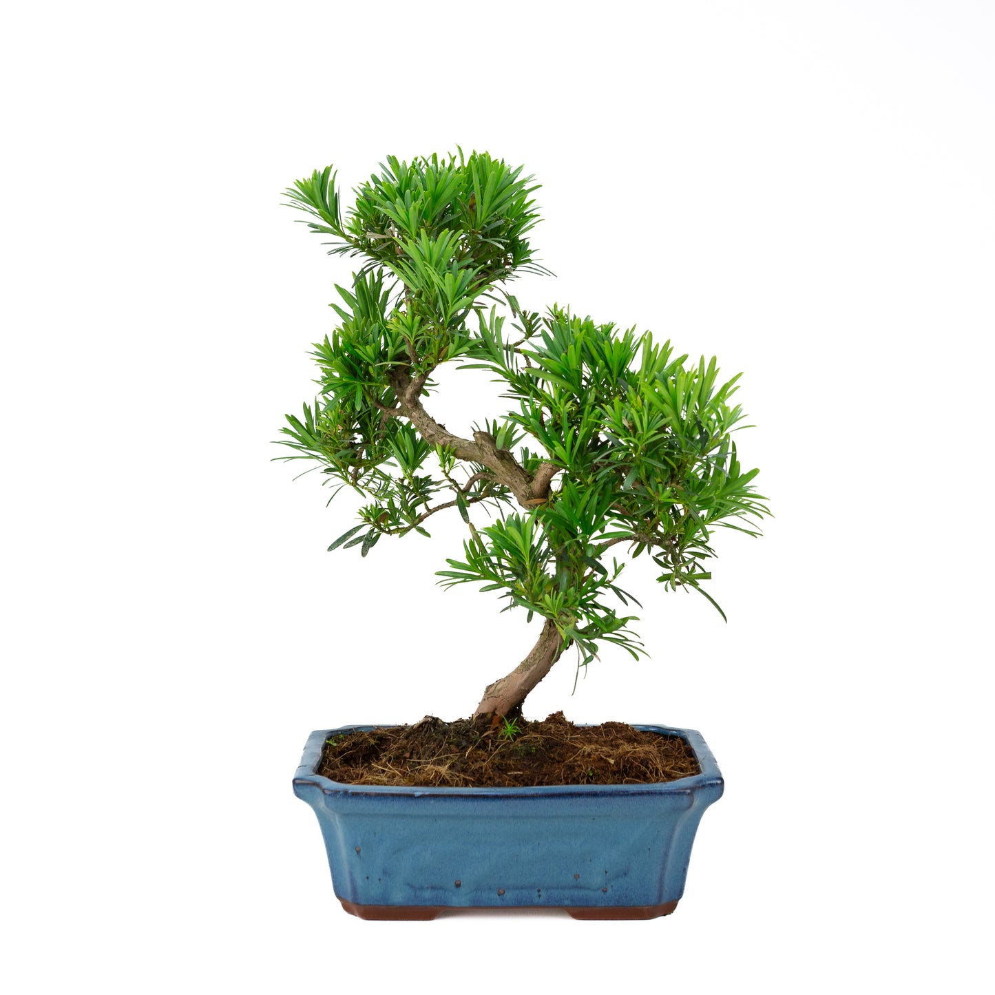 Podocarpus macrophylla, blaue Schale, 30 cm Durchmesser, Höhe ca. 45 cm