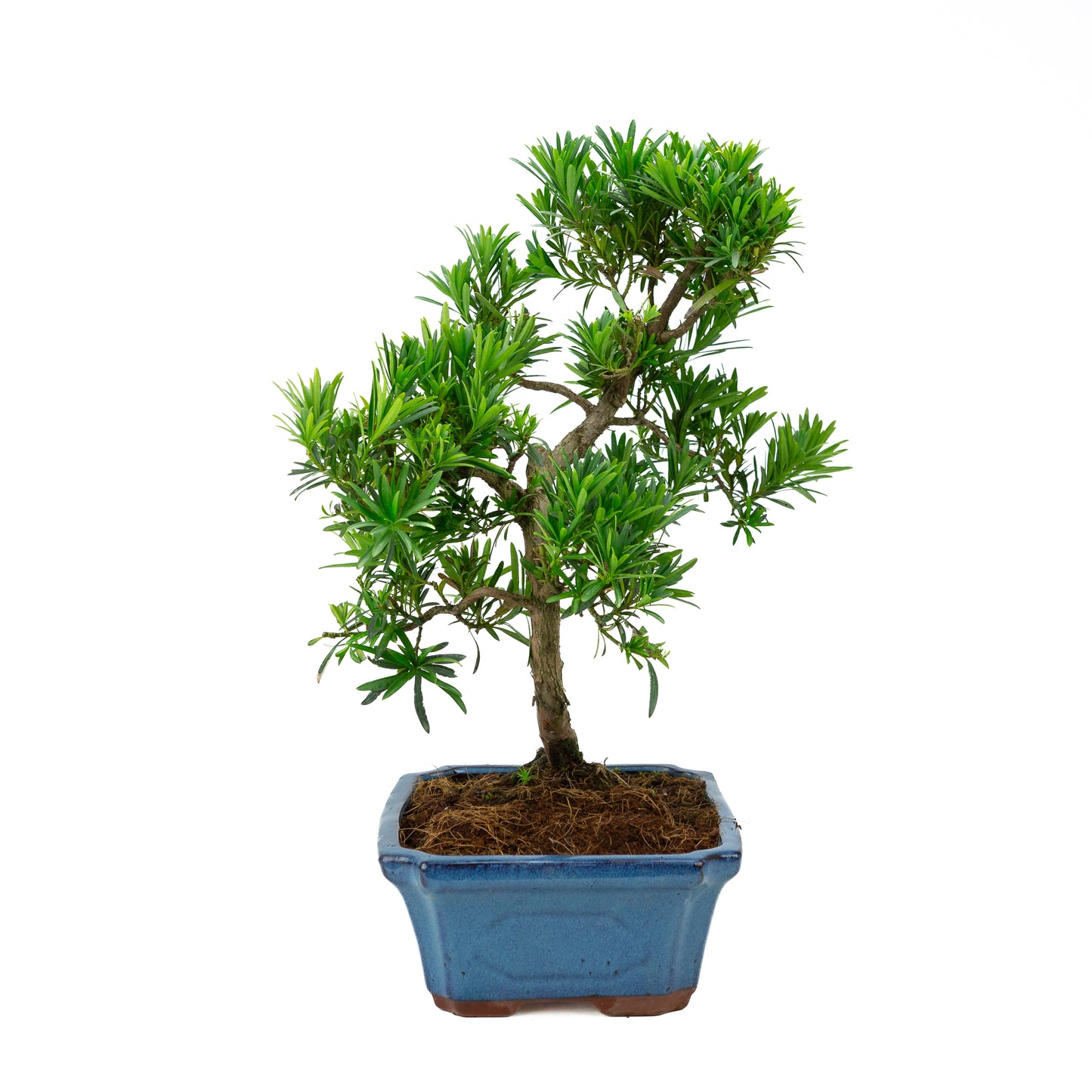 Podocarpus macrophylla, blaue Schale, 30 cm Durchmesser, Höhe ca. 45 cm