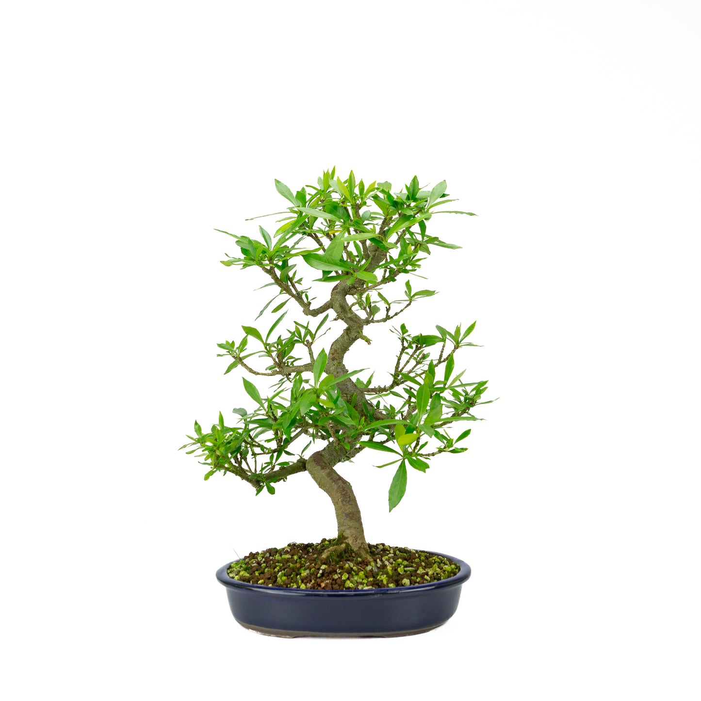 Gardenia blau Mokko Schale 20cm, Höhe ~37cm