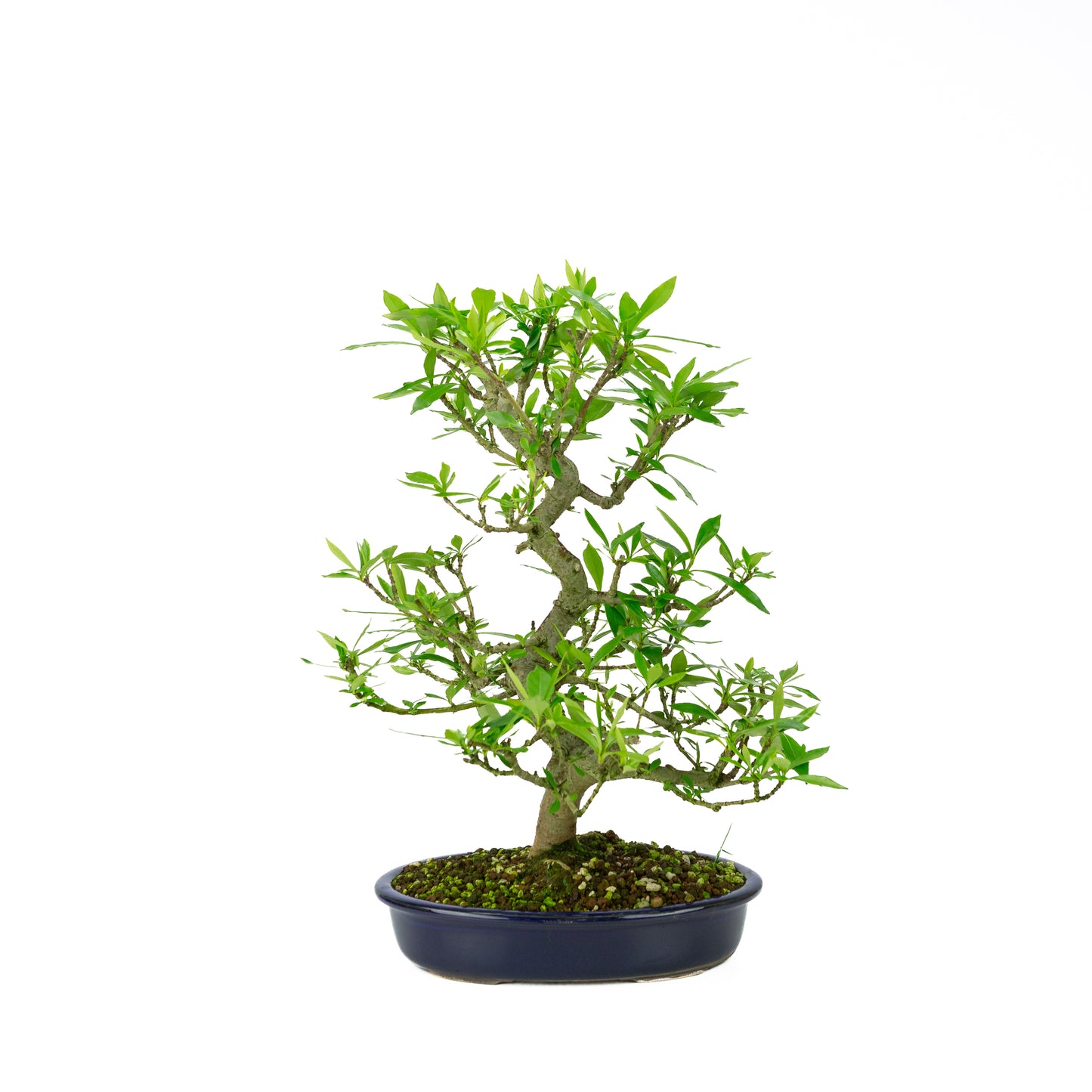 Gardenia blau Mokko Schale 20cm, Höhe ~37cm