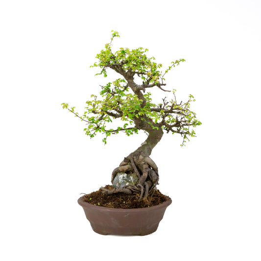 Zelkova Bonsai mit Stein in einer cremefarbenen Schale, 22 cm hoch, Höhe ca. 36 cm