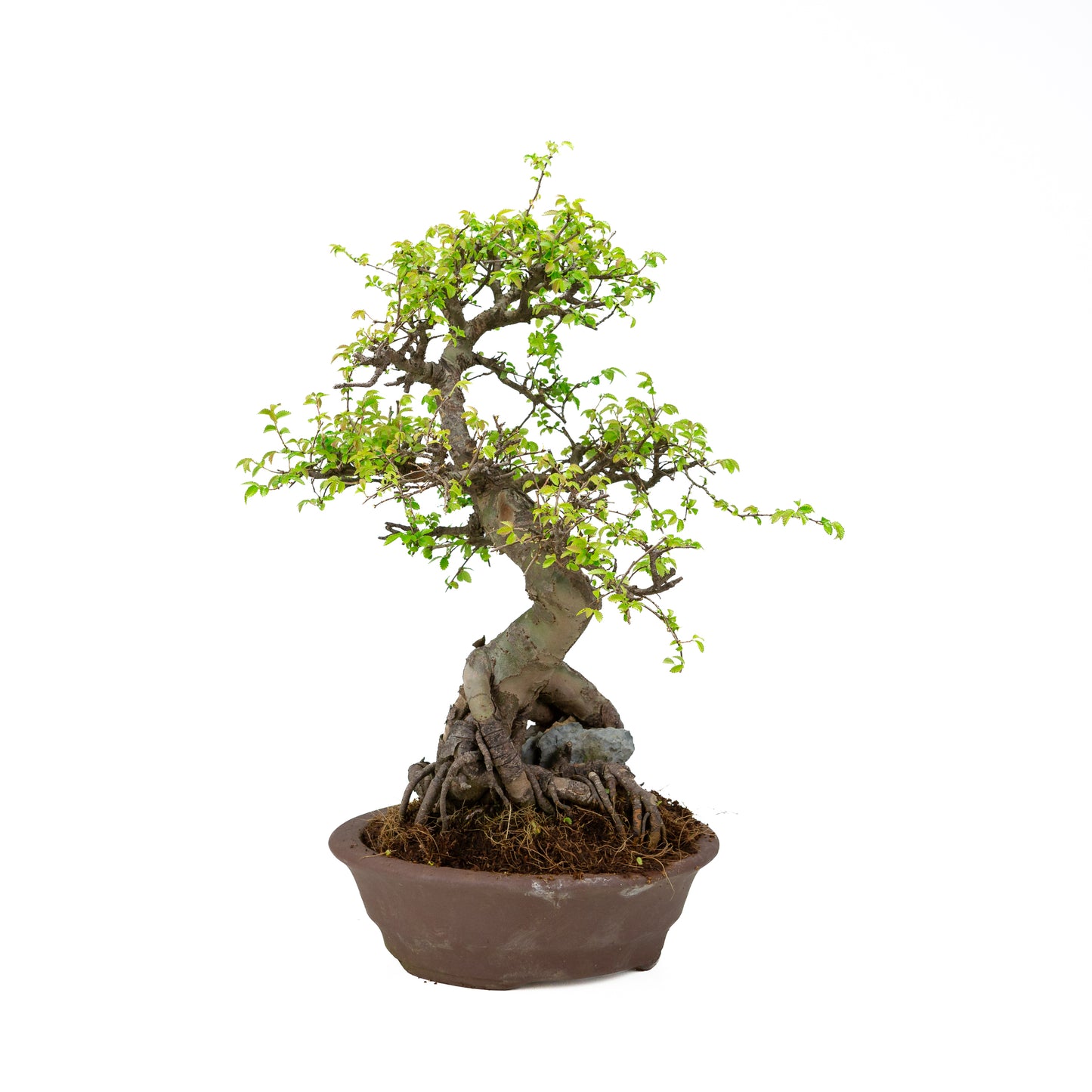 Zelkova Bonsai mit Stein in einer cremefarbenen Schale, 22 cm hoch, Höhe ca. 36 cm