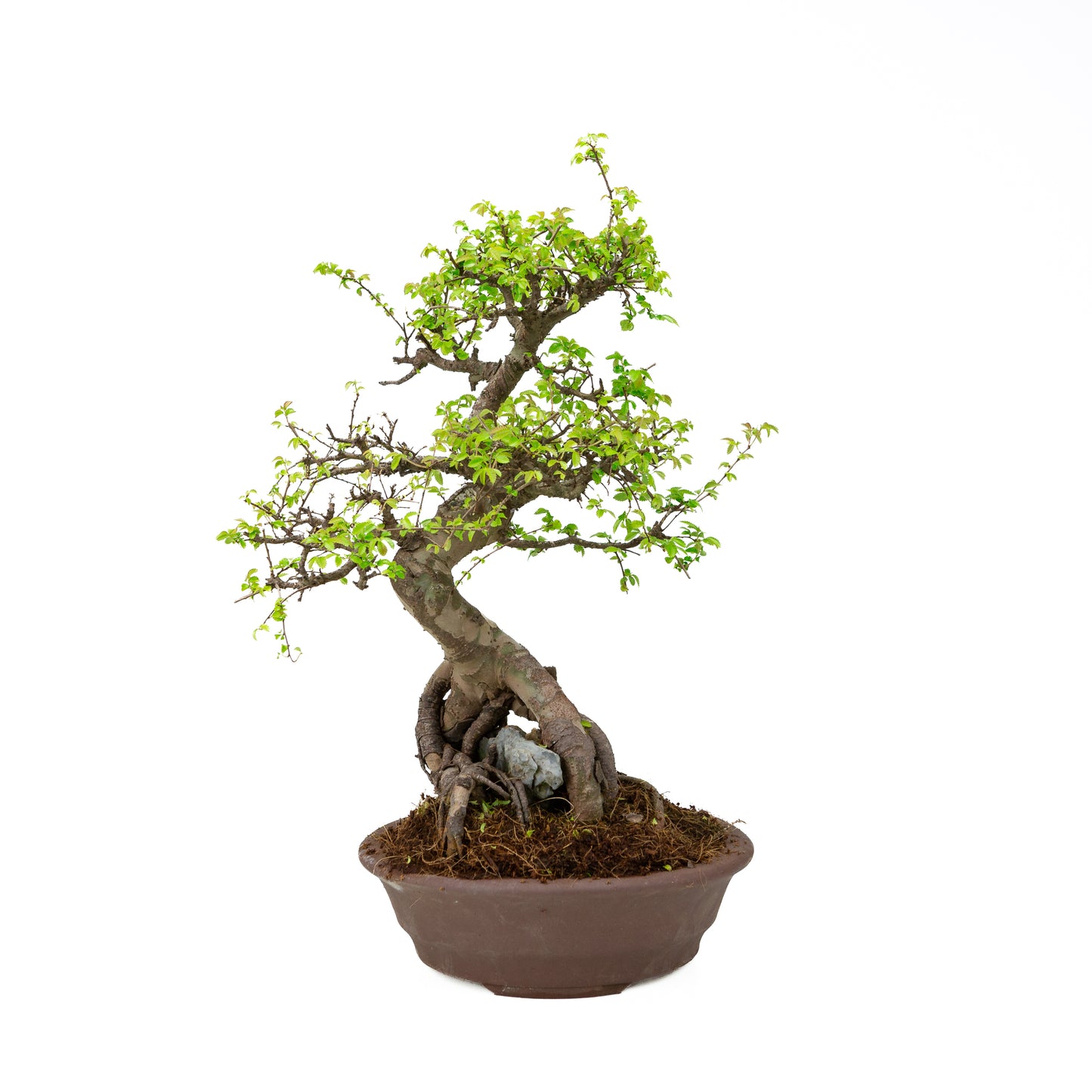 Zelkova Bonsai mit Stein in einer cremefarbenen Schale, 22 cm hoch, Höhe ca. 36 cm