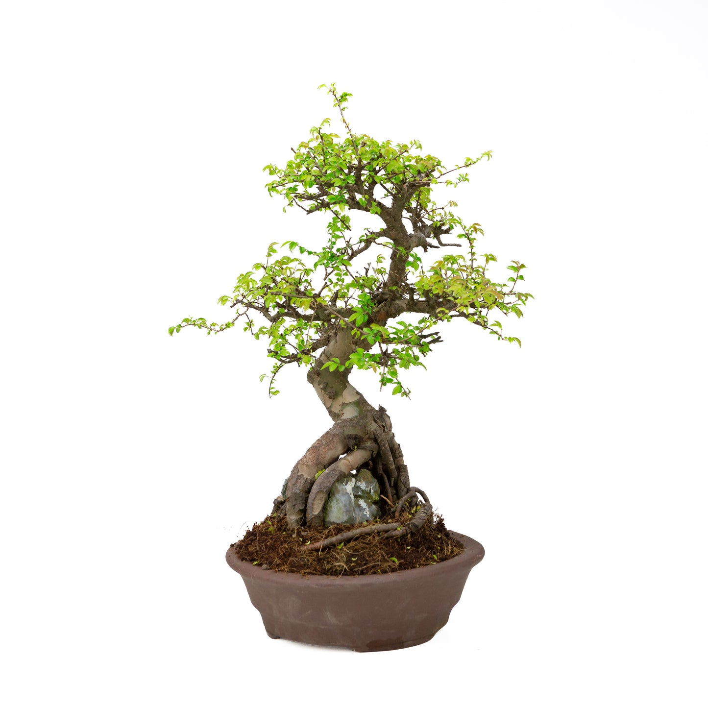 Zelkova Bonsai mit Stein in einer cremefarbenen Schale, 22 cm hoch, Höhe ca. 36 cm