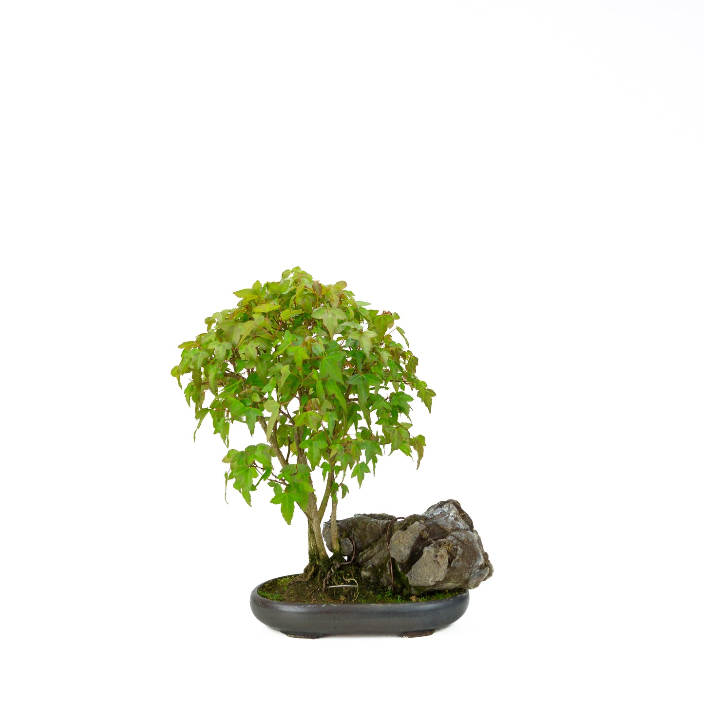 Acer buergerianum mit steinbraunem, rundem Schale, 20 cm Durchmesser, Höhe ca. 31 cm