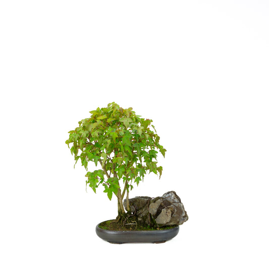 Acer buergerianum mit steinbraunem, rundem Schale, 20 cm Durchmesser, Höhe ca. 31 cm