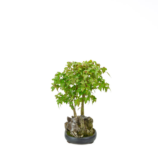 Acer buergerianum mit steinbraunem, rundem Schale, 20 cm Durchmesser, Höhe ca. 31 cm