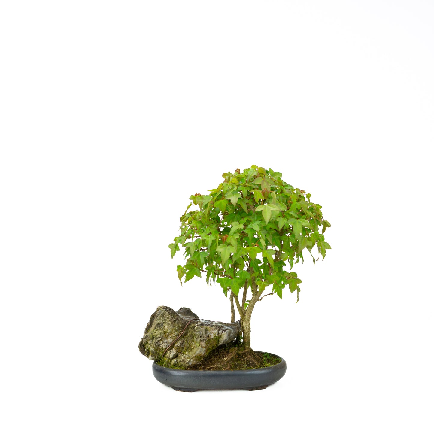 Acer buergerianum mit steinbraunem, rundem Schale, 20 cm Durchmesser, Höhe ca. 31 cm