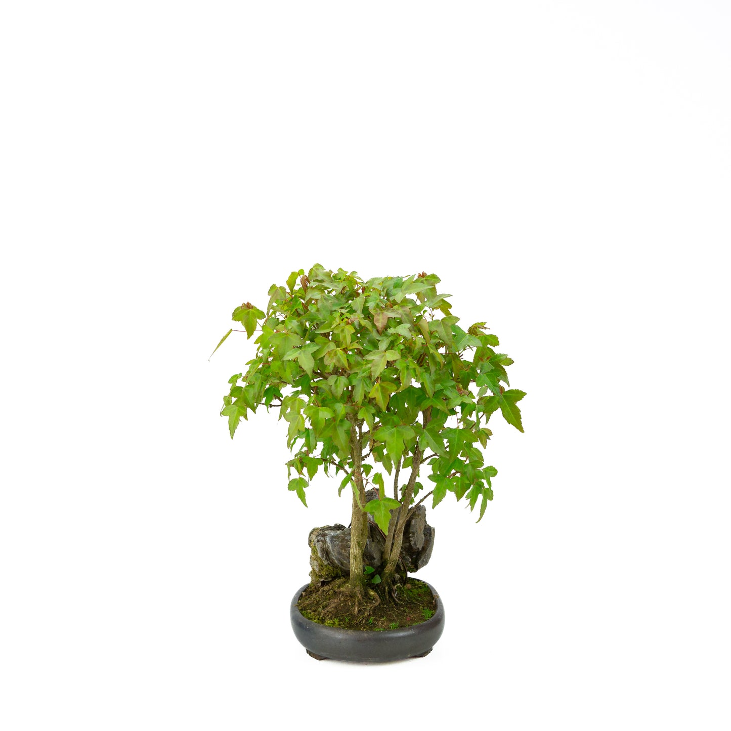 Acer buergerianum mit steinbraunem, rundem Schale, 20 cm Durchmesser, Höhe ca. 31 cm