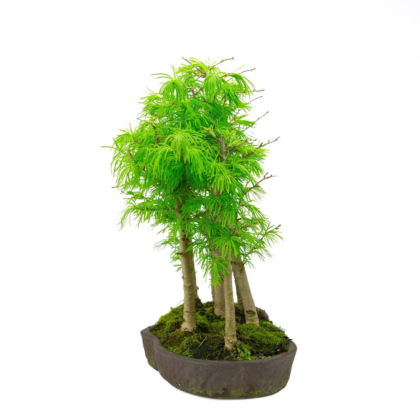 Pseudolarix amabilis, waldbraun, ovale Schale, 43 cm Durchmesser, Höhe ca. 56 cm