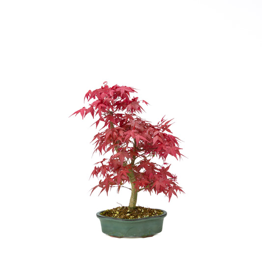 Acer palmatum Deshojo cremefarbener rechteckiger Schale 21 cm, Höhe ~52 cm