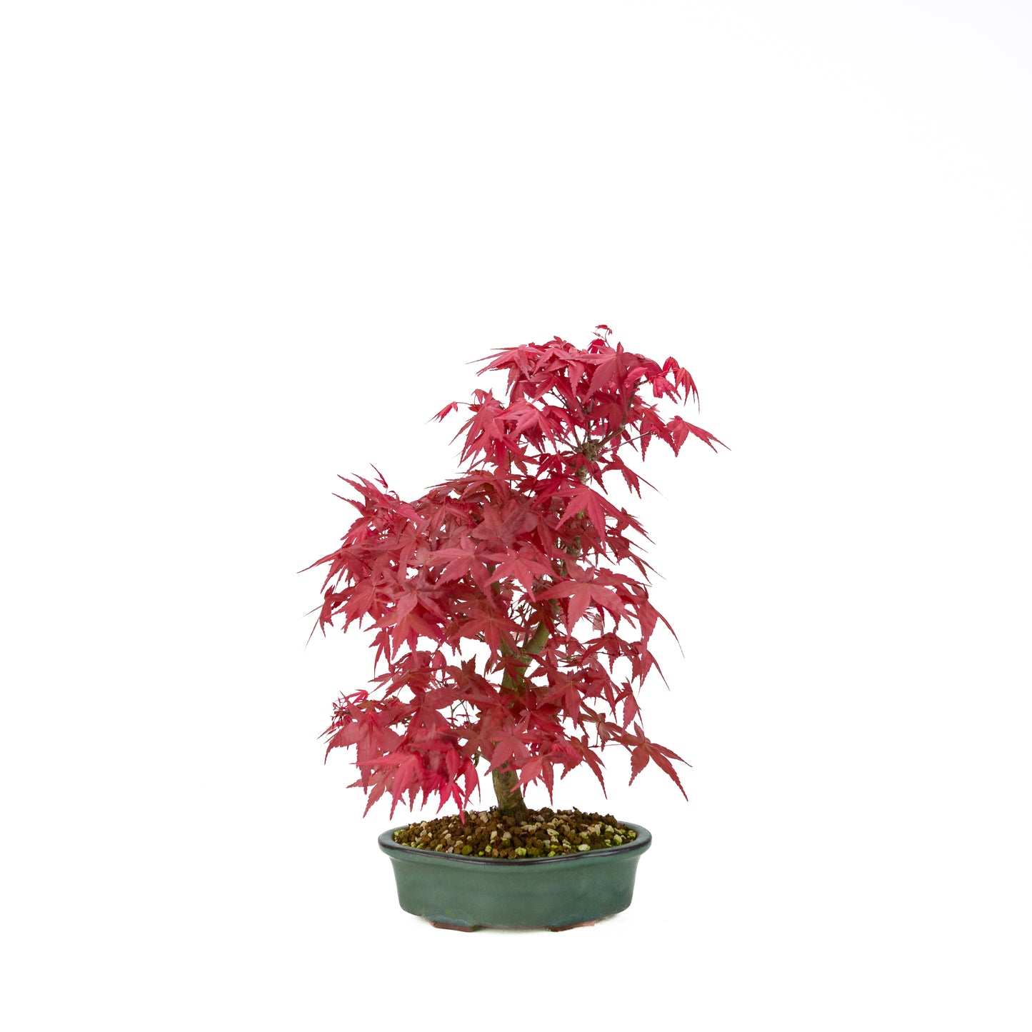 Acer palmatum Deshojo cremefarbener rechteckiger Schale 21 cm, Höhe ~52 cm