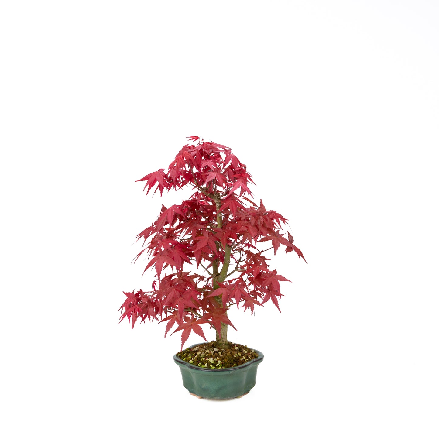 Acer palmatum Deshojo cremefarbener rechteckiger Schale 21 cm, Höhe ~52 cm