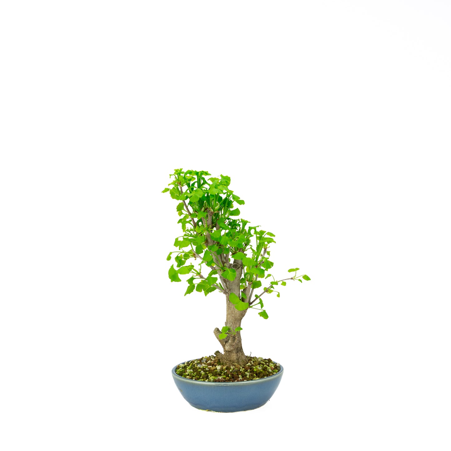 Ginkgo biloba cremefarbener runder Schale 20 cm, Höhe ~50 cm