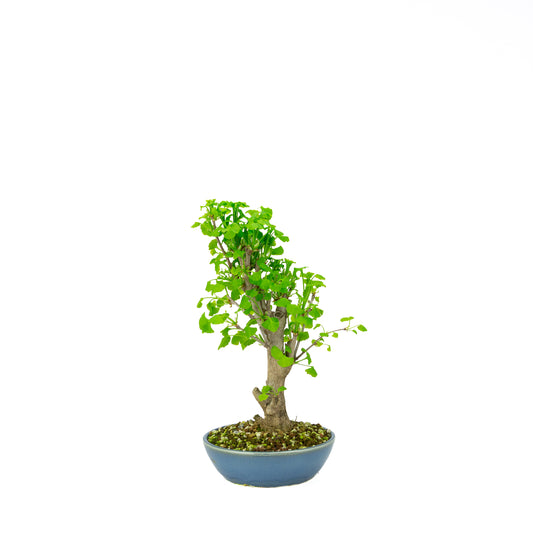 Ginkgo biloba cremefarbener runder Schale 20 cm, Höhe ~50 cm