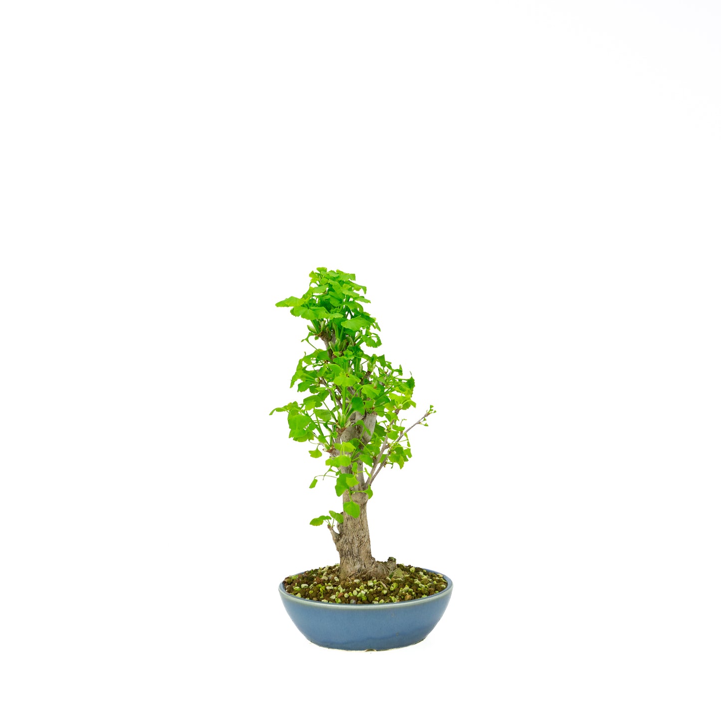 Ginkgo biloba cremefarbener runder Schale 20 cm, Höhe ~50 cm