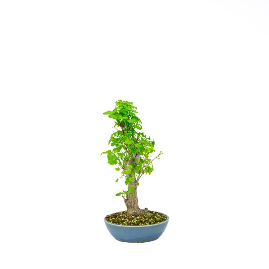 Ginkgo biloba cremefarbener runder Schale 20 cm, Höhe ~50 cm