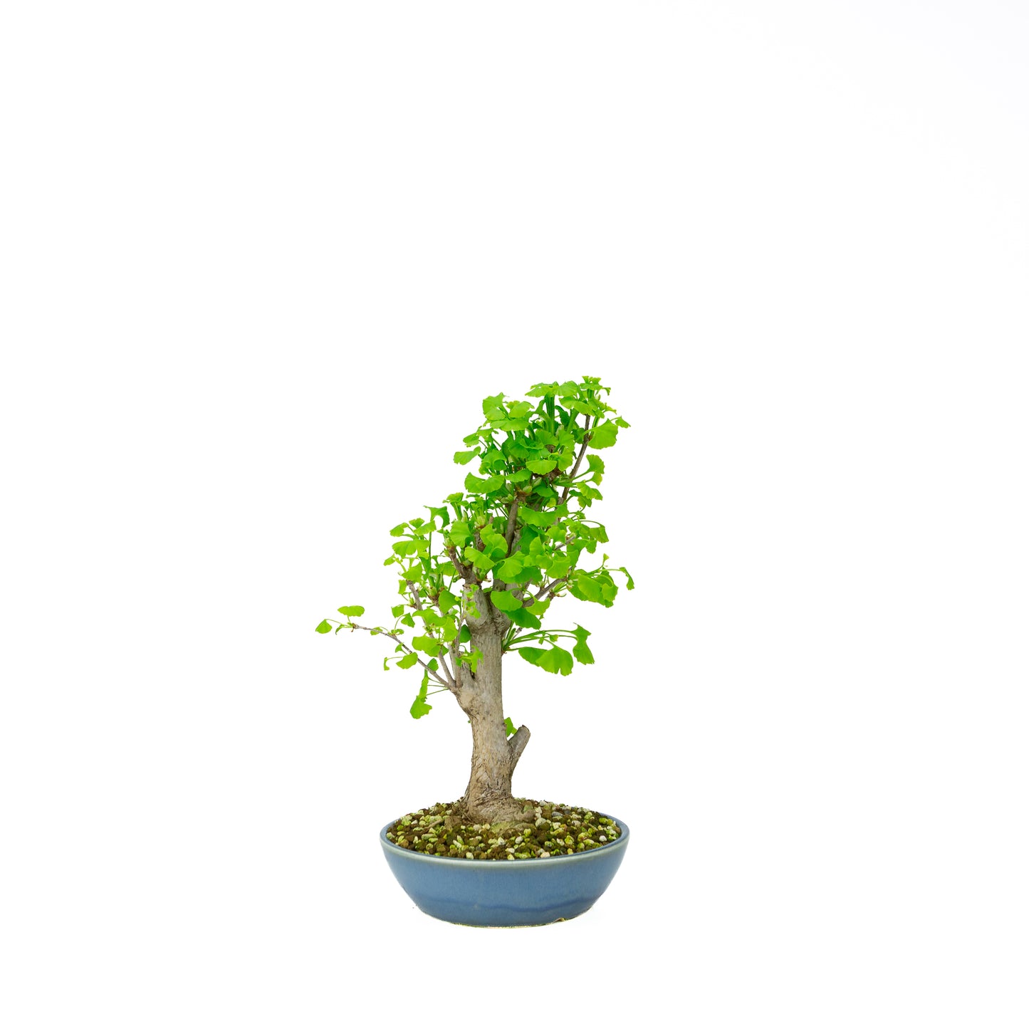 Ginkgo biloba cremefarbener runder Schale 20 cm, Höhe ~50 cm