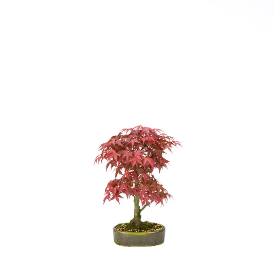 Acer palmatum Deshojo cremefarbener rechteckiger Schale 21 cm, Höhe ~52 cm