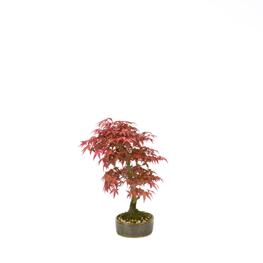 Acer palmatum Deshojo cremefarbener rechteckiger Schale 21 cm, Höhe ~52 cm